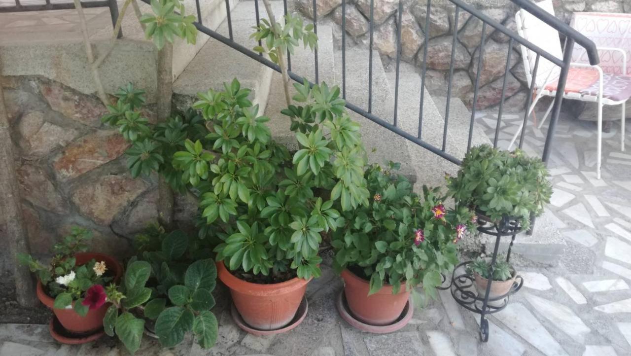 Guesthouse Zimovski Pestani Kültér fotó